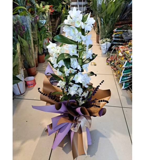DENDROBİUM ORKİDE 0012