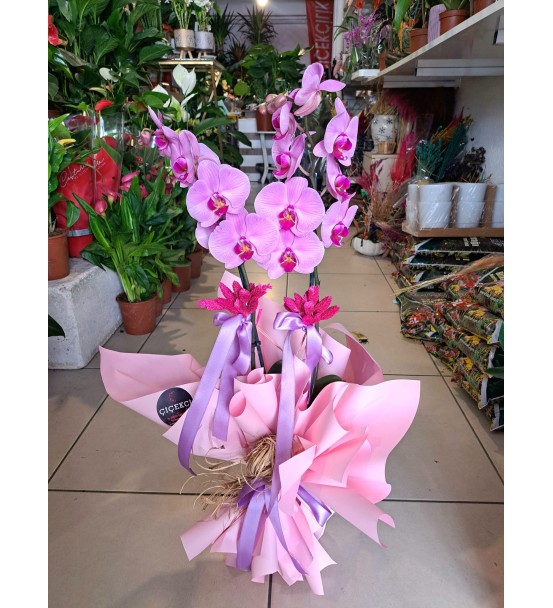 PEMBE ÇİFT DAL ORKİDE