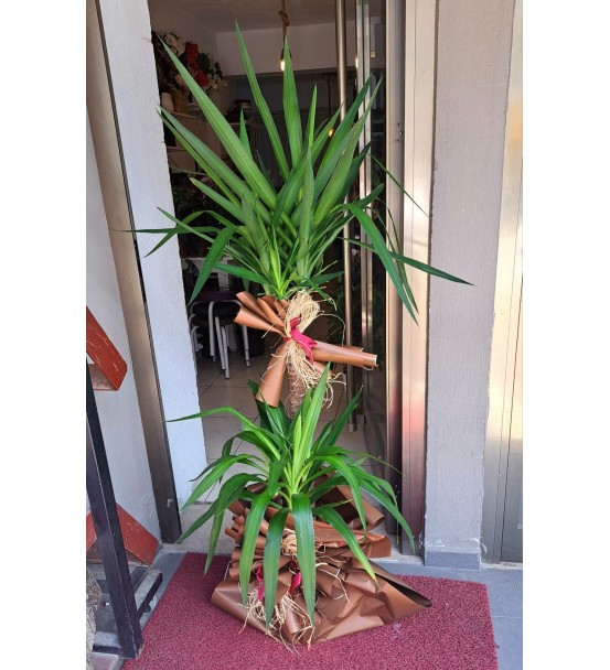 2'Li YUCCA SAKSI ÇİÇEĞİ UZUN
