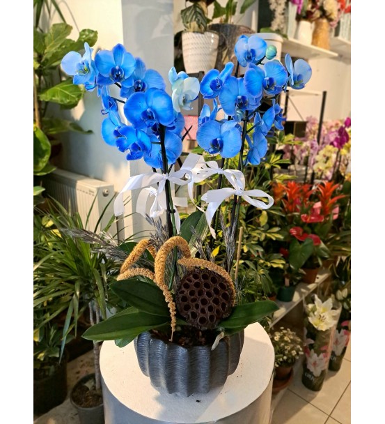 DELUXE BLUE ARANJMAN
